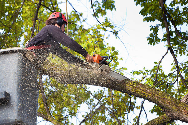 Professional  Tree Services in Springdale, SC